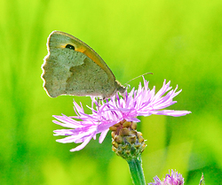 Butterfly on a knapweed flower -  Butterfly photo