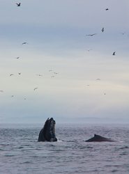 Lunge Feeding Humpbacks - Whale photo from  Cape Caution BC, Canada