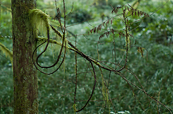 Twisting Twigs - Cortes Island Cedar Tree photo