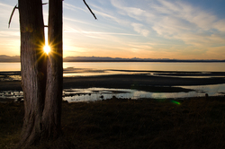 Peek - a - Boo - Cortes Island Cedar Tree photo