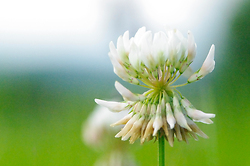 White Clover -  Clover photo