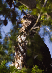 Juvenile Bald Eagle Portrait - Bald Eagle photo from Smelt Bay Cortes Island BC, Canada