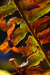 Years End - Braken photo from  Cortes Island BC, Canada