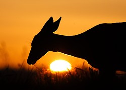 Blacktail Doe Silhouetted by the Setting Sun ~ Deer Photo from Cortes Island Canada.