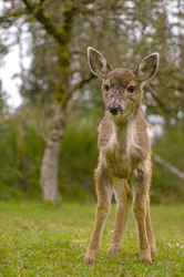 Baby Blacktail - Deer photo from  Cortes Island BC, Canada