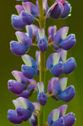 lupines Flowers - Flower photo from  Cortes Island BC, Canada