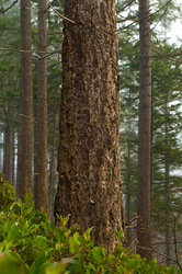 One Fir Tree - Forest photo from  Cortes Island BC, Canada
