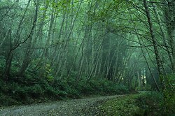 Evening Mist in the Lane of Alders - Cortes Island Country Road photo