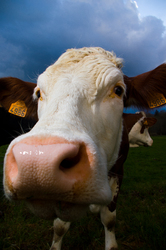 4986 - Aillevillers Cow photo