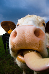 Slurp II - Aillevillers Cow photo