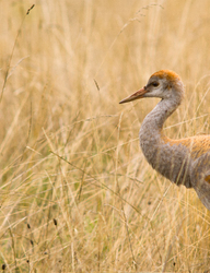 Sandhill Crane - Cortes Island Crane photo