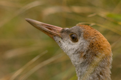 Grus Canadensis Close-up - Cortes Island Crane photo