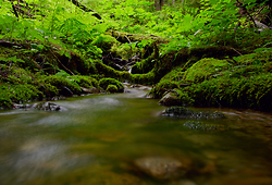 Forest Irrigation Systems - Slocan Valley Creek photo