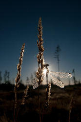 Sunrise Damselfly - Cortes Island Damselfly photo