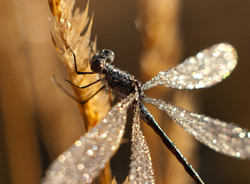Dewdrops on Damselfly - Cortes Island Damselfly photo