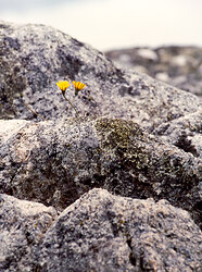 Two Dandelions - Cortes Island Dandelion photo