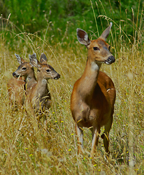 Mother Deer and Two Fawns - Cortes Island Deer photo