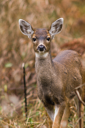 Young Odocoileus Hemionus Columbianus - Cortes Island Deer photo