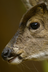 Black-tailed Deer in profile  - Cortes Island Deer photo