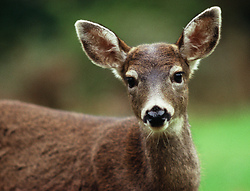 Hi! - Cortes Island Deer photo