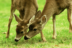 Mother and Son - Cortes Island Deer photo