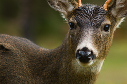 Blacktailed Deer - Cortes Island Deer photo