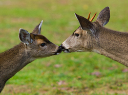 Bothers - Cortes Island Deer photo