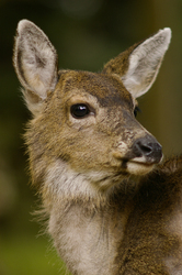Dlacktail Deer in Hero Pose - Cortes Island Deer photo