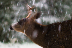 Blacktail Deer - Cortes Island Deer photo