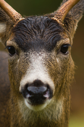 Black Tailed Deer - Cortes Island Deer photo