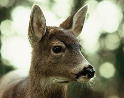 Black-tailed Deer Protrait - Cortes Island Deer photo