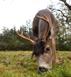 Blacktail Deer (Odocoileus hemionus) - Cortes Island Deer photo
