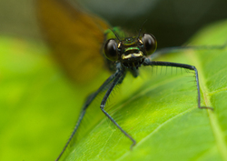 Dragonfly - Aillevillers Dragonfly photo