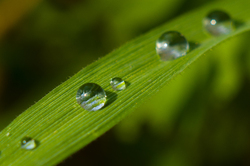 Crystal -  droplet photo