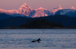 Goldeneye - Cortes Island Duck photo