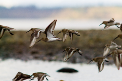 Dunlin - Cortes Island Dunlin photo