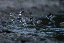 Dunlin Launch - Cortes Island Dunlin photo