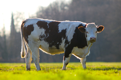 Cow - Aillevillers Farm Animal photo