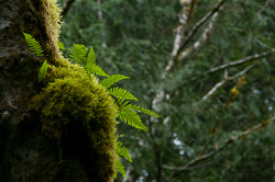 High Life - Cortes Island Fern photo