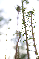 Reaching Upward -  Fern photo