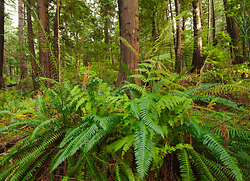 A Forest of Ferns - Cortes Island Fern photo