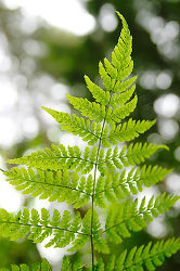 Wood Fern Leaf Pattern  - Pacific Spirit Park Fern photo
