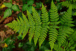 Wood Fern Frond - Pacific Spirit Park Fern photo