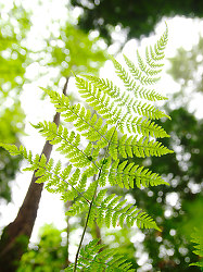Looking Up at a Little Wood Fern - Pacific Spirit Park Fern photo