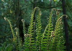 Fern Council #2 - Cortes Island Fern photo