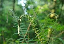 Ferns background foreground - Cortes Island Fern photo