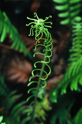 Young Fern Uncurling - Cortes Island Fern photo