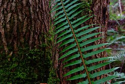 Fern + Tree - Cortes Island Fern photo