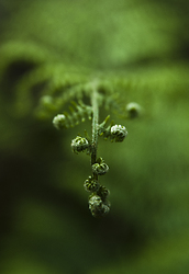 Hello, Fern -  Fern photo