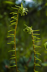 Two - Cortes Island Fern photo